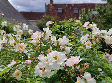 BP Aménagements paysagers BP Aménagements paysagers (à distance)