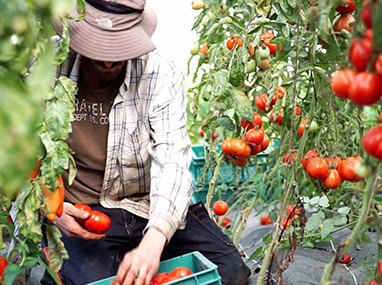 BP Responsable d'Entreprise Agricole option maraîchage BP Responsable d'Entreprise Agricole option maraîchage (à distance)