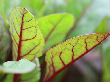 BP Responsable de productions Légumières, Florales, Fruitières et Pépinières BP Responsable de productions Légumières, Florales, Fruitières et Pépinières (à distance)