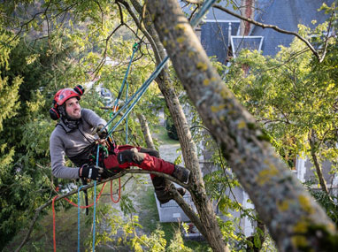 Certificat de spécialisation arboriste-élagueur
