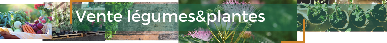 Vente de légumes et de plantes
