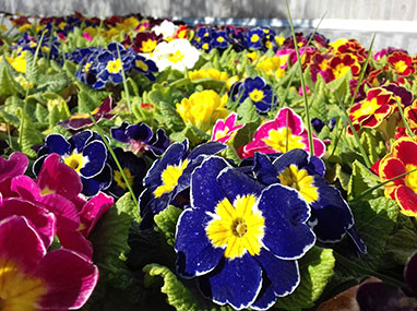 Les plantes annuelles